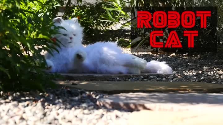 Cats React to Robot Cat