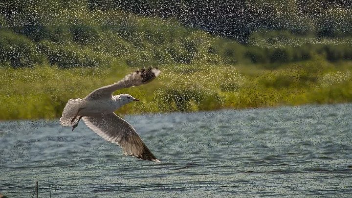 Река чаек фото Река чаек фото