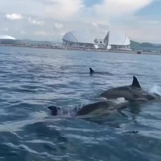Стая дельфинов окружила сёрферов в Сочи