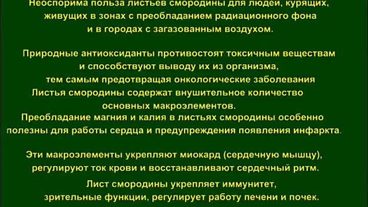 Ферментация листьев смородины.