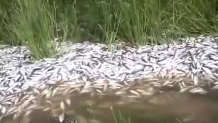Жесть!!! в Астраханской области от недостатка воды дохнет рыба тоннами
