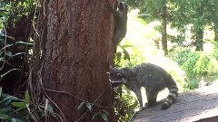 Mother Raccoon teaches her kit how to climb tree