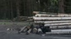 Запрет на вывоз необработанной древесины