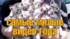 Самые милые видео года