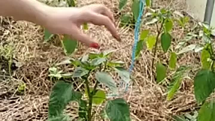Подвязываем растение