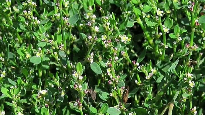 Спорыш трава инструкция по применению фото Спорыш трава инструкция по применению фото