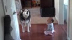 Собака и ребенок разговаривают и понимают друг друга!