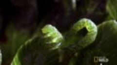 World's Weirdest - Carnivorous Caterpillars  Х ищная гусениц...