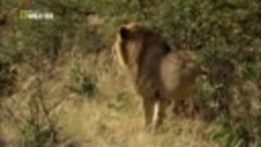 Дикая Ботсвана_ Братство львов (2014) HD
