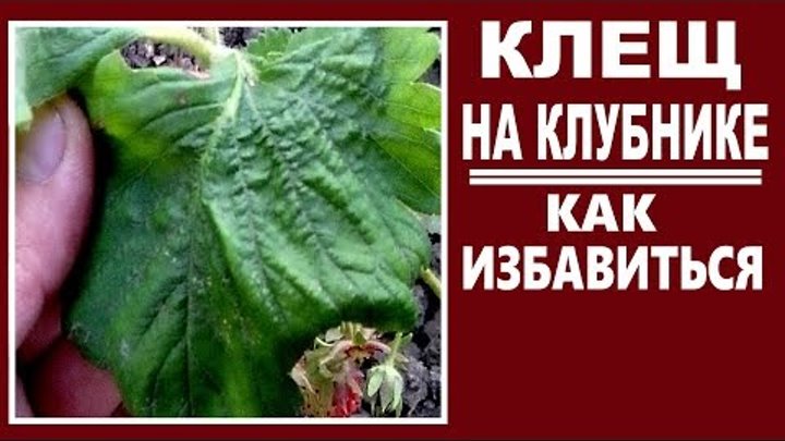 Как выглядит земляничный клещ Как выглядит земляничный клещ