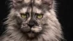 Мейн-кун – аборигенная порода американских кошек
