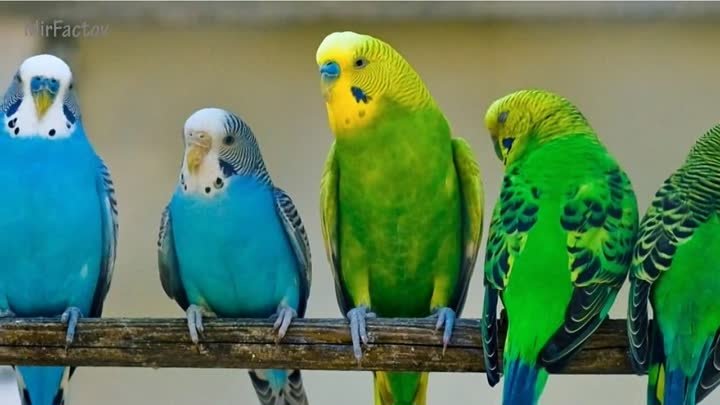 Интересные факты о попугаях!