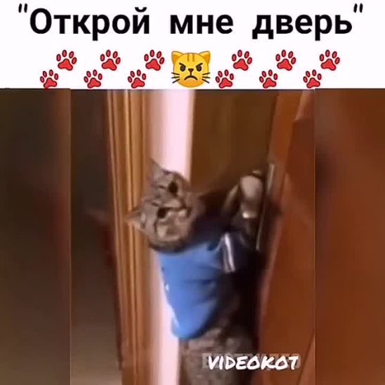 Кот говорит: Открой мне дверь 😆🐈