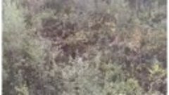 #Кресельный подъемник на гору Кокуя, Телецкое озеро 26.09.20...