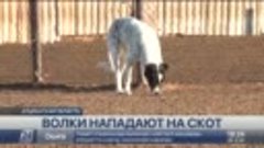 Волки нападают на скот в Атырауской области