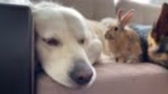 Ретривер и овчарка дружат с кроликом!