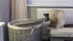 Любопытный котик