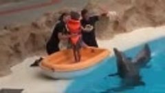 Красивое шоу с дельфинами!
