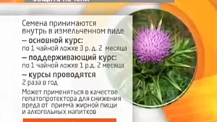 Расторопши для печени фото Расторопши для печени фото