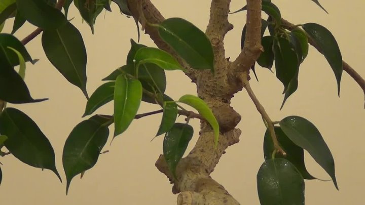 Обрезать фикус бенджамина фото Обрезать фикус бенджамина фото