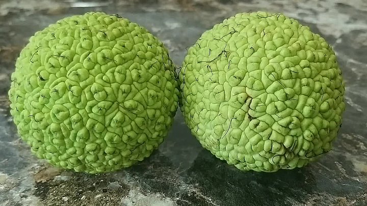 Растение адамово яблоко фото Растение адамово яблоко фото