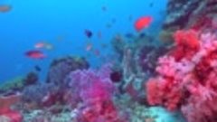 Аквариум океанского рифа [4K]