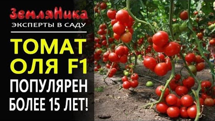 Томат оля ф1 отзывы фото урожайность Томат оля ф1 отзывы фото урожайность