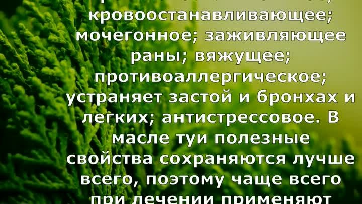 Дерево жизни - приготовление настоев и отваров