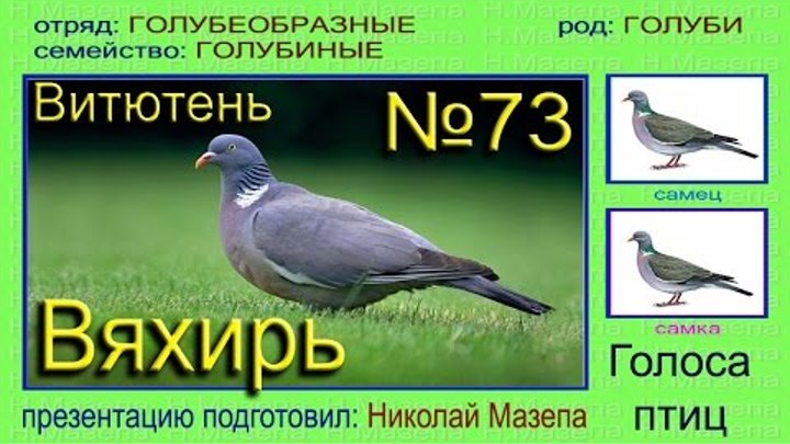 Дикий голубь фото звуки Дикий голубь фото звуки