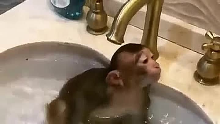 Мартышка купается в ванной. Купание обезьяны в теплой воде. Купание обезьяны в теплой воде группа. Песня бэтмен купание обезьяны