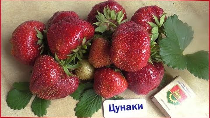 Клубника сорт альфа описание сорта фото Клубника сорт альфа описание сорта фото