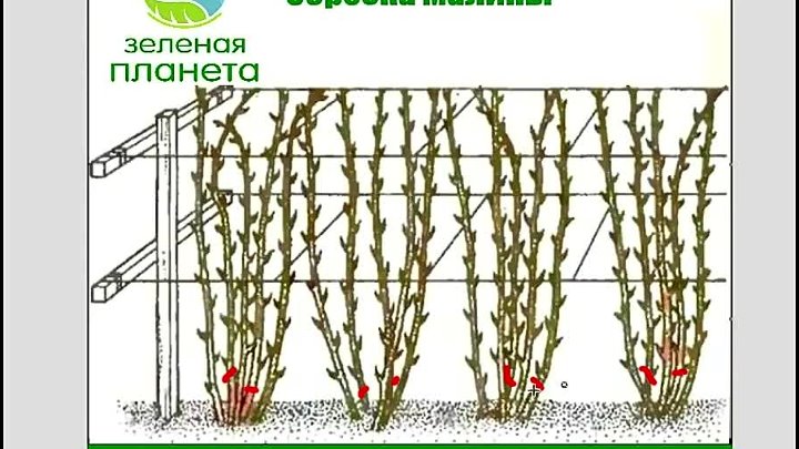 Как обрезать малину осенью правильно с фото Как обрезать малину осенью правильно с фото