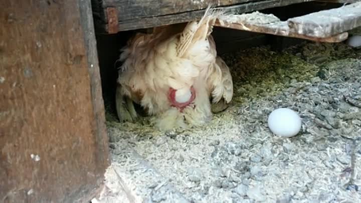 Курица несет яйца фото Курица несет яйца фото