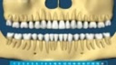 Normal-Growth-of-Teeth