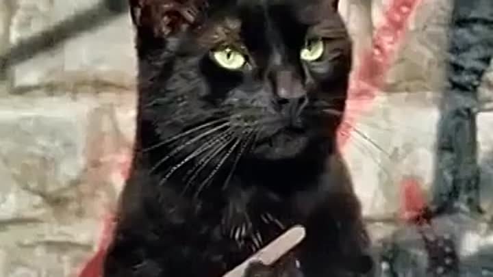 Мем кот с пилочкой Мем кот с пилочкой