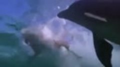 Дельфин спас собаку от акулы!