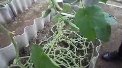 Необычный способ выращивания огурцов в телице