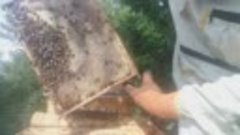 Контрольный осмотр пчелосемей на предмет зрелости мёда.