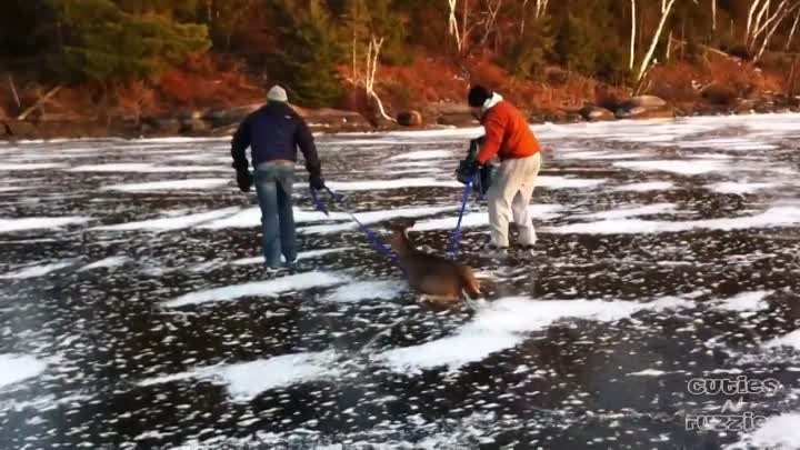 Оленя спасают с замерзшего озера
