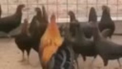 БЕЧОРА ХУ&#39;РОЗ🐓🐔🐔🐓🤣🤣