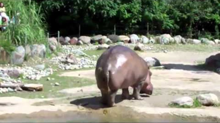 World's Biggest Fart - The Hippo