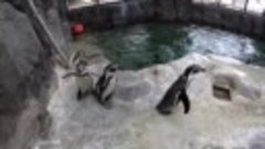 пингвины - кормление