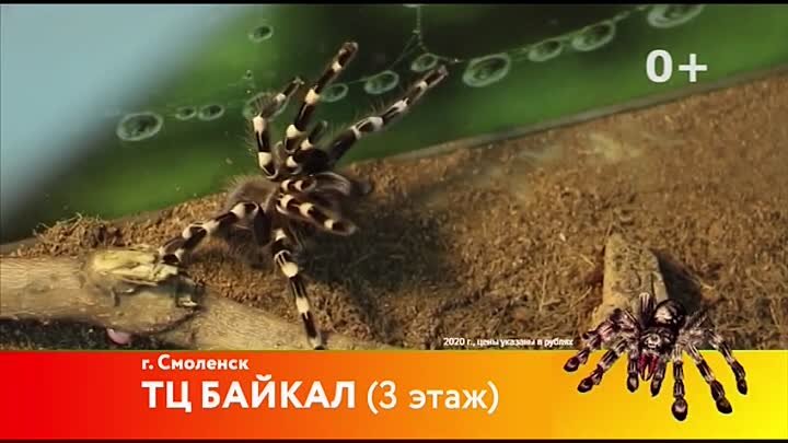 Выставка в ТЦ Байкал на 3 этаже "УДИВИТЕЛЬНЫЙ МИР ПАУКОВ"  ...