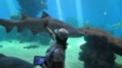 Океанариум  акулы 16 мая 2014