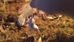 Капский варан , убийство мыши 