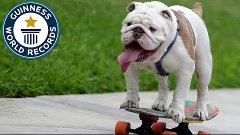 Otto the skateboarding bulldog - Guinness World Records