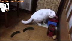 Cats scared by cucumbers