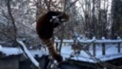 ТОП 5 Лучшие видео. Красная панда и первый снег. Red Panda a...