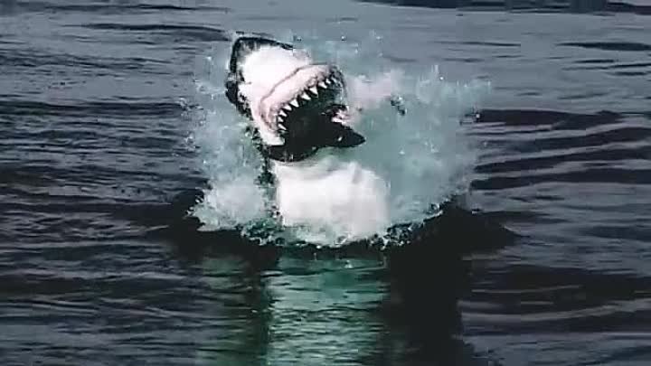 Вот Почему Акулы Боятся Дельфинов (1)
