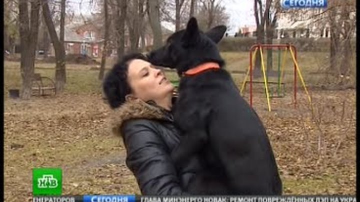 Домашняя собака свою хозяйку Домашняя собака свою хозяйку